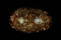 藏品(阿拉伯寶螺)的圖片